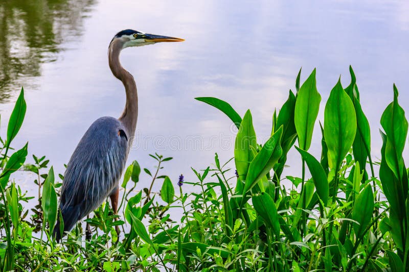 A large bird with a long neck stands in a pond surrounded by green plants royalty free stock photo