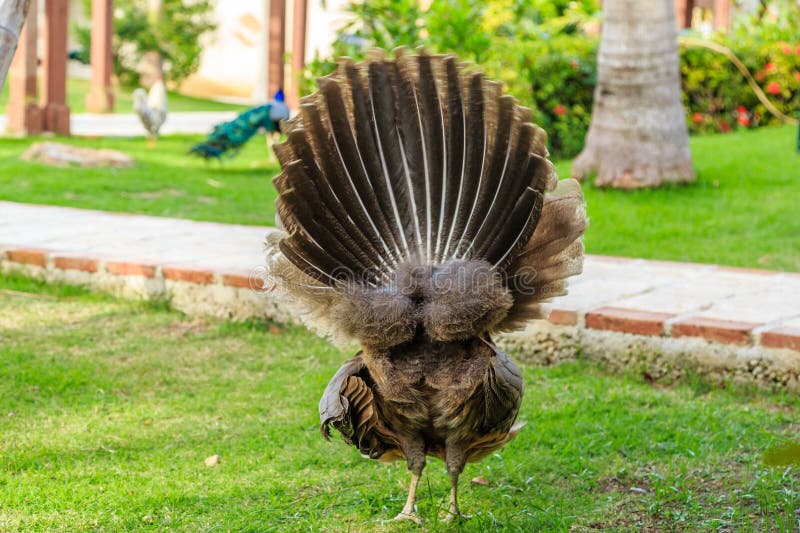 A large bird with a long tail is standing in a grassy area stock images