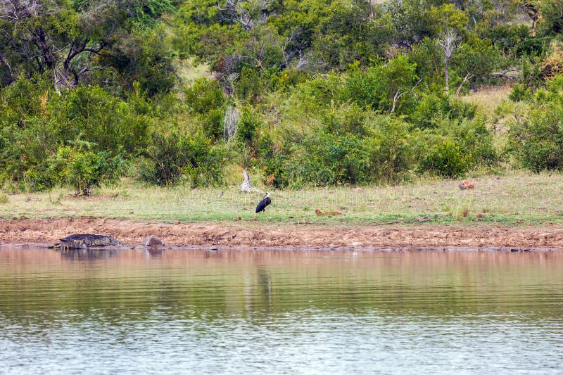 Large bird Marabou Stork royalty free stock photography