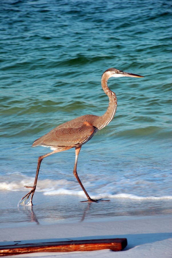 Large bird near water stock images