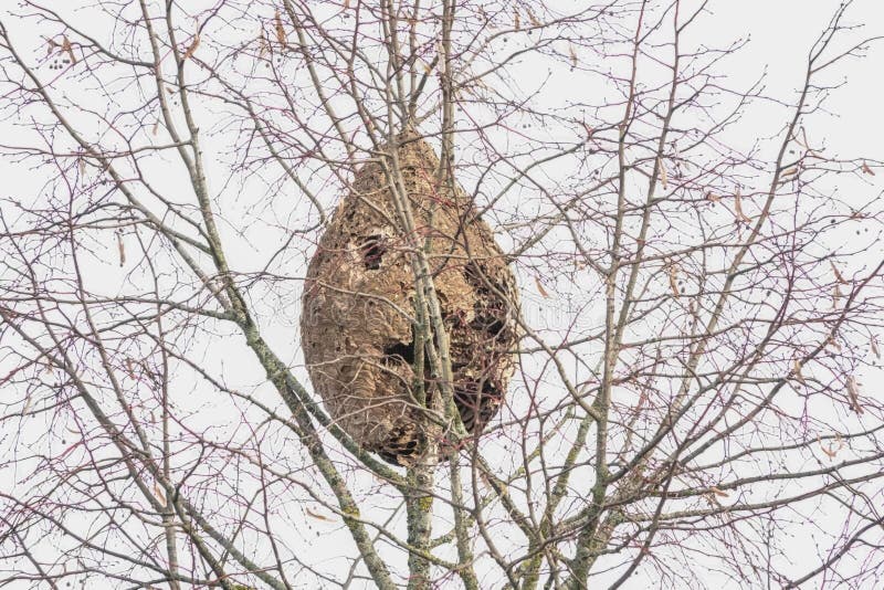 The large bird nest on the deciduous tree branches