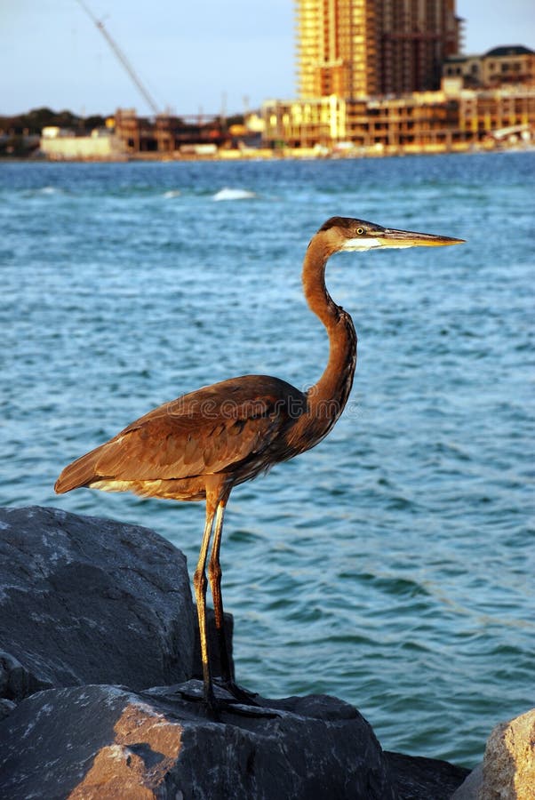 Large bird by ocean royalty free stock photography
