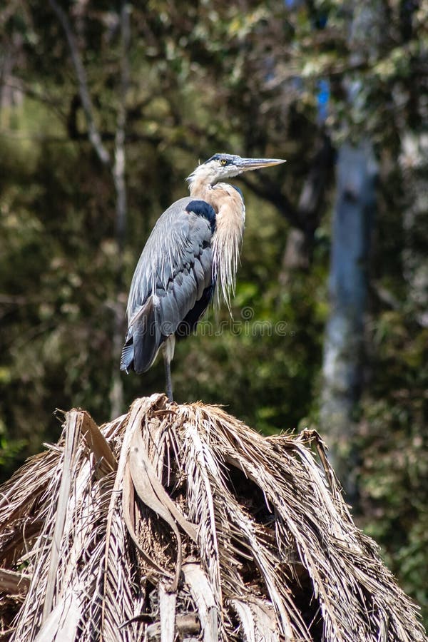 A large bird is perched on a pile of dried leaves stock photography