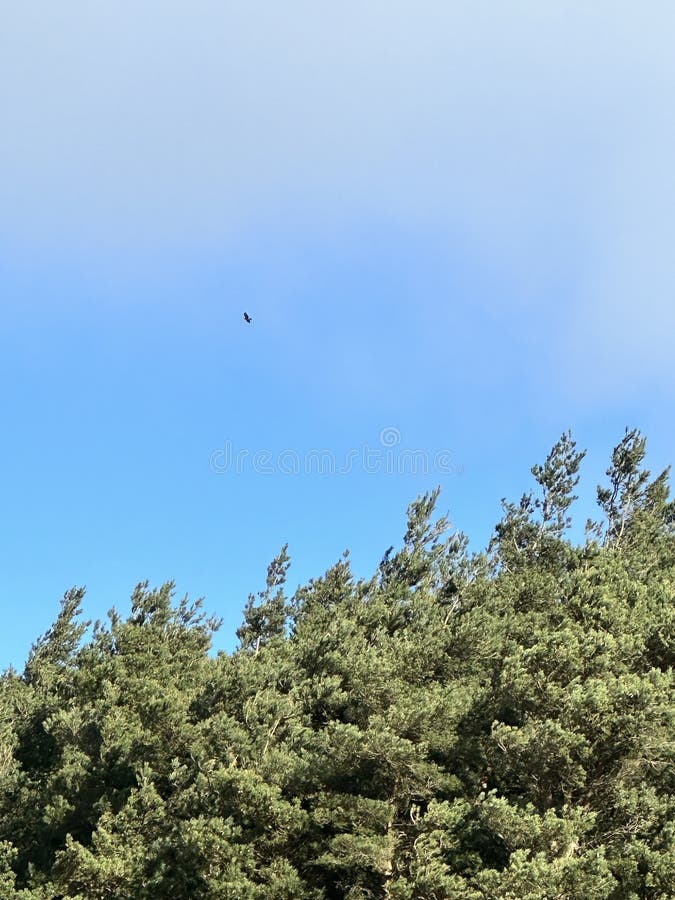 Large bird of prey flies over thick forest trees stock image