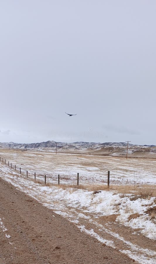 Large bird soaring in the sky on Crystal road, Cheyenne, Wyoming royalty free stock image