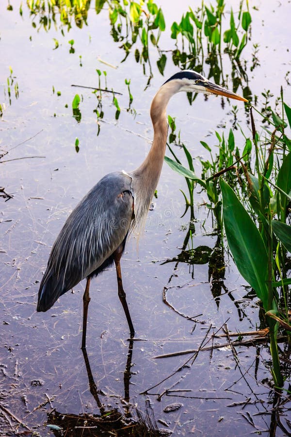 A large bird is standing in a body of water stock photos