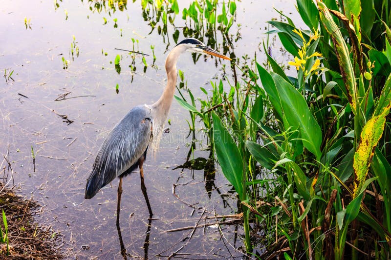 A large bird is standing in a pond with green plants royalty free stock photos