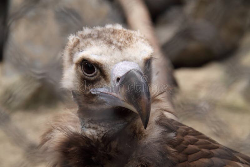 A large bird in a zoo stock photo