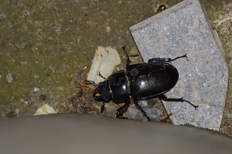 Big Black Beetle is Pushing Plants Stock Photo Image of stump, nature