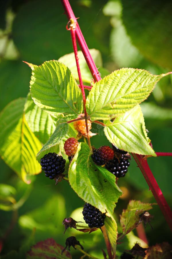 Large black berries garden blackberries, growing a brush on the background of green foliage on the branches of a bush. stock photography Large black berries garden blackberries, growing a brush on the background of green foliage on the branches of a bush. stock photography