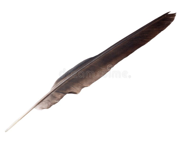 Large Black Crow Feather Isolated on White Stock Photo Image of light