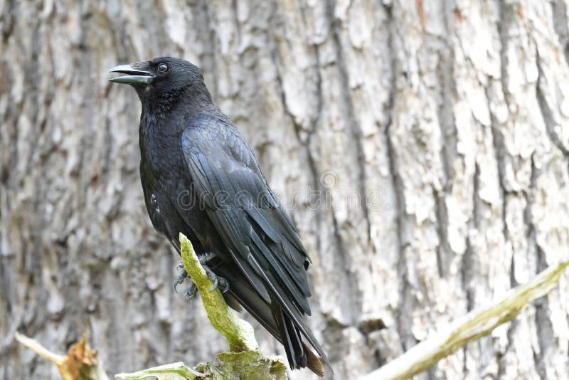 Large Black Crow Standing on a Branch of a Tree Stock Photo Image of