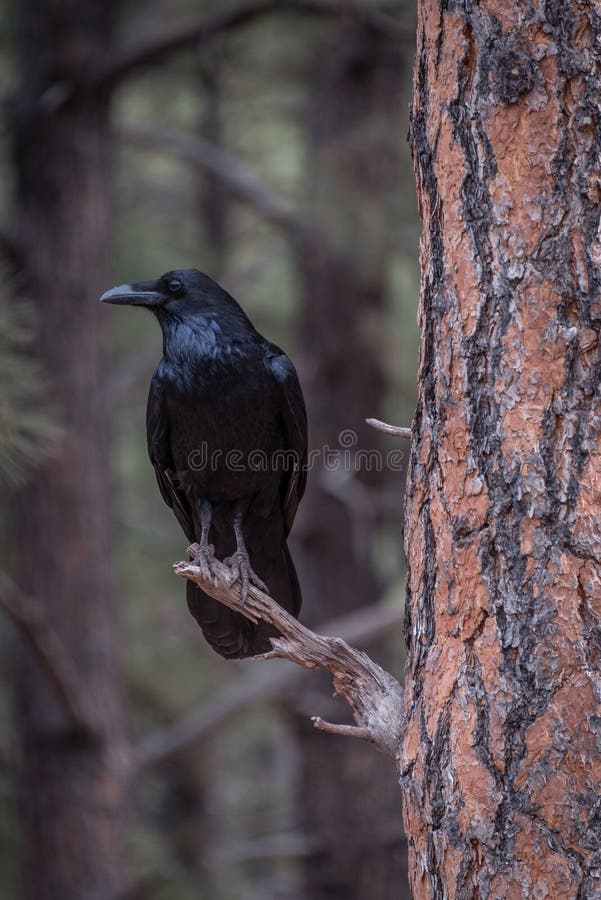 Large black crow in tree stock photo. Image of isolated 107927770