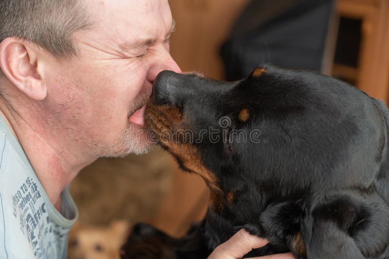 A large black dog licks a man`s face. Adult female Rottweiler dog kissing the owner. An adult male with his eyes closed with
