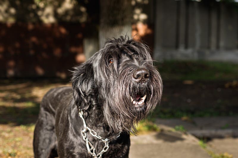 Black dog with long hair stock photo. Image of looking - 196332944