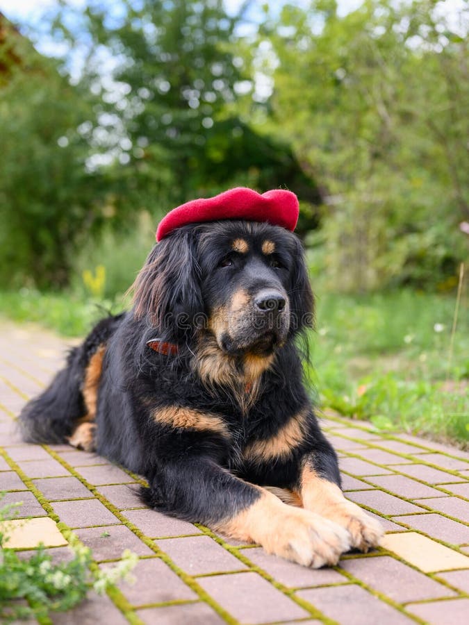 A Large Black Dog of the Tibetan Mastiff Breed on a Picnic Lies on a