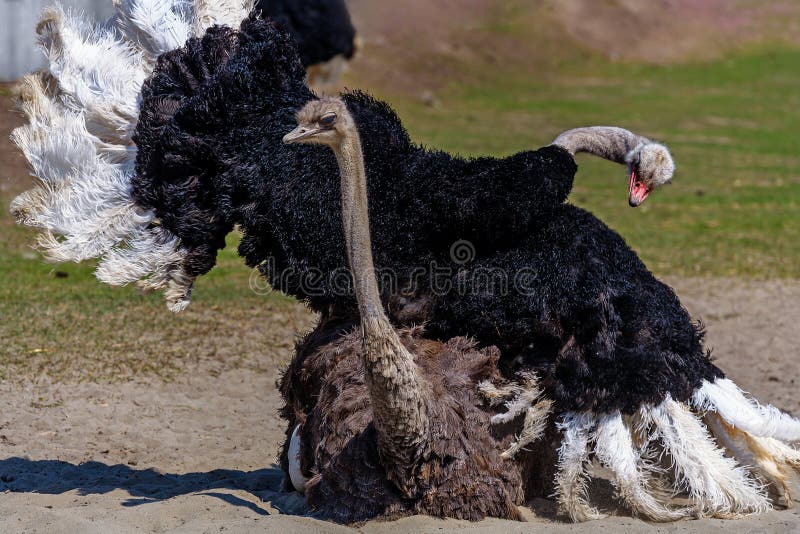 A large black EMU ostrich with a long neck has spread its wings and is mating with a female. Mating period in animals