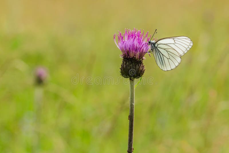 Large black-veined white butterfly on thistle in a meadow