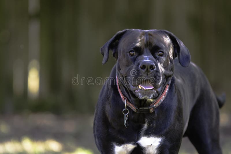 Large Black and White Dog from Chest Up Stock Photo Image of canine