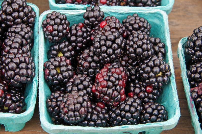 Large Blackberries Ripen in the Garden. Harvest Berries in the Summer