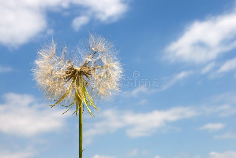 Large blowball