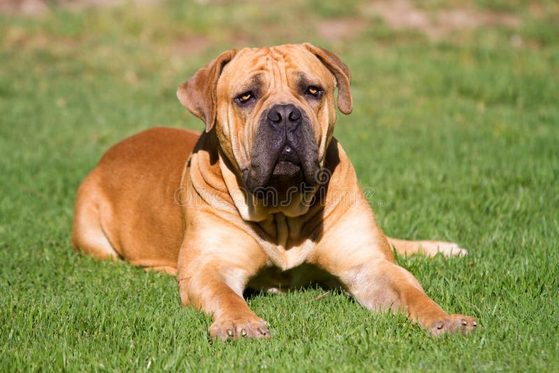 A massive Boerboel dog lying on a green lawn. A massive Boerboel dog lying on a green lawn