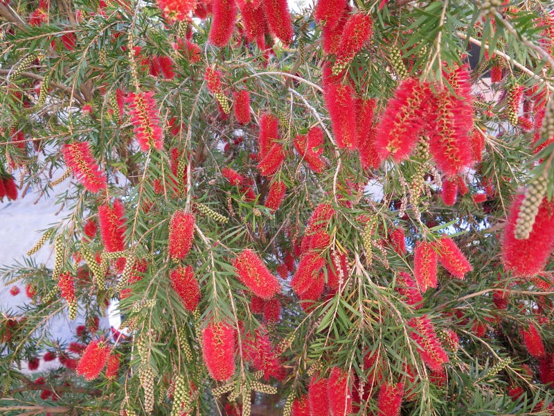 Large Bottle Brush shrub stock image. Image of growth 90710275