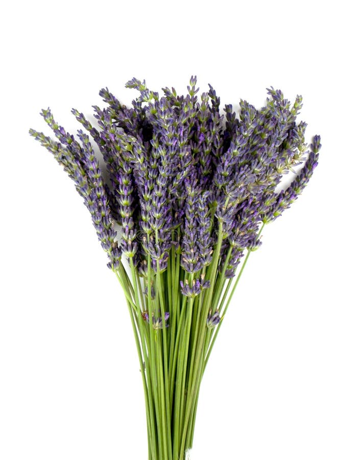 Large Bouquet of Fresh Lavender Flowers on White Background Stock Photo