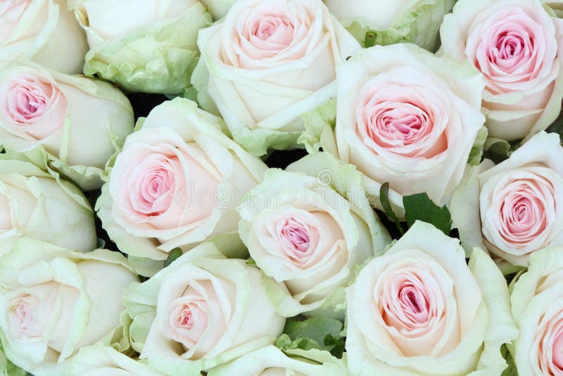 Large Bouquet of Freshly Cut Big White Roses. Stock Image Image of