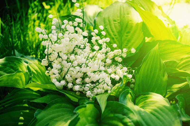 A large bouquet of lilies of the valley on a Sunny spring day. Selective focus. Close up