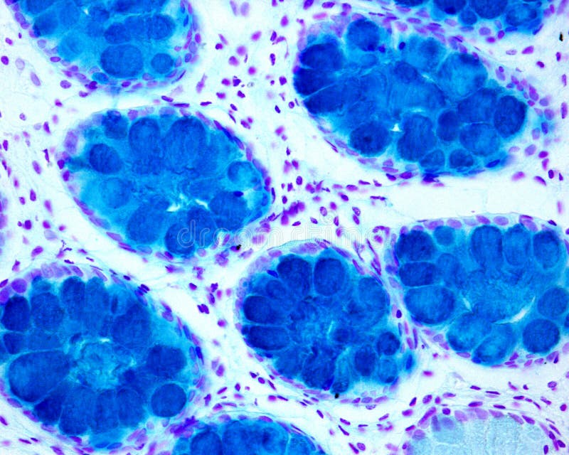 Goblet Cell Photos Free Royalty Free Stock Photos From Dreamstime Goblet Cell Photos Free Royalty Free Stock Photos From Dreamstime