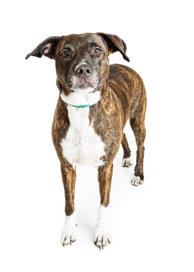 Brindle Mixed Breed Puppy stock image. Image of mixed 30561893