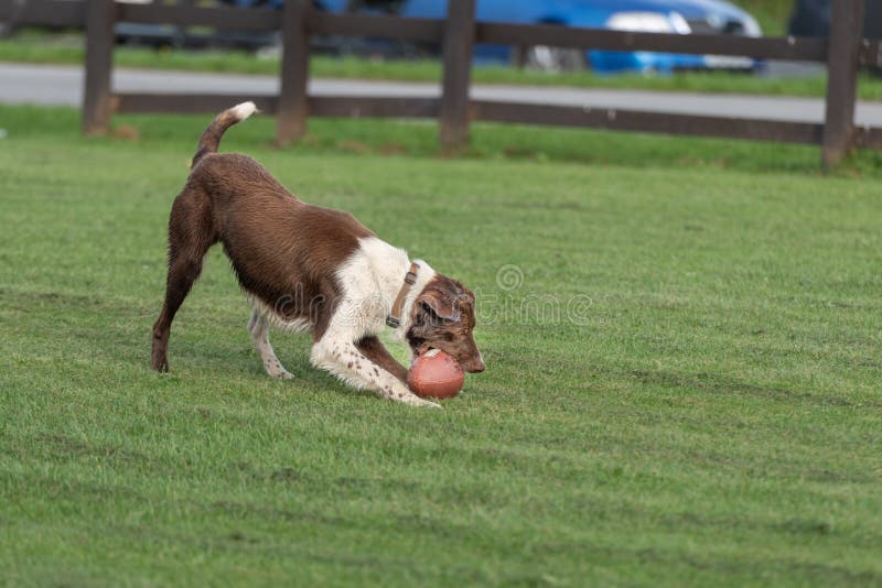 Large Breed Dog Playing with Rugby Ball Stock Image Image of canine