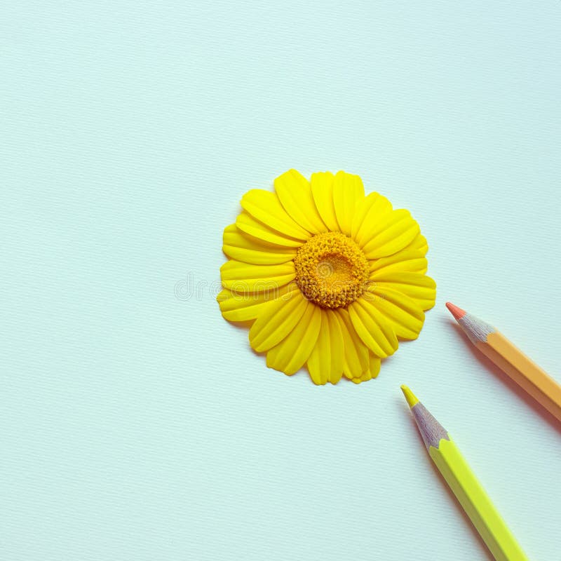 Large Bright Daisy Surrounded by Colored Pencils. Concepteducation