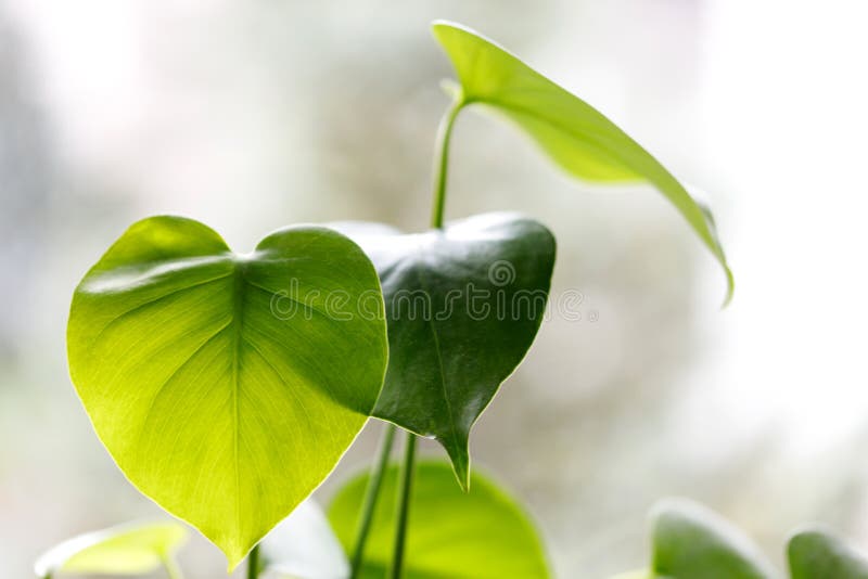 large bright green monstera plant on a window