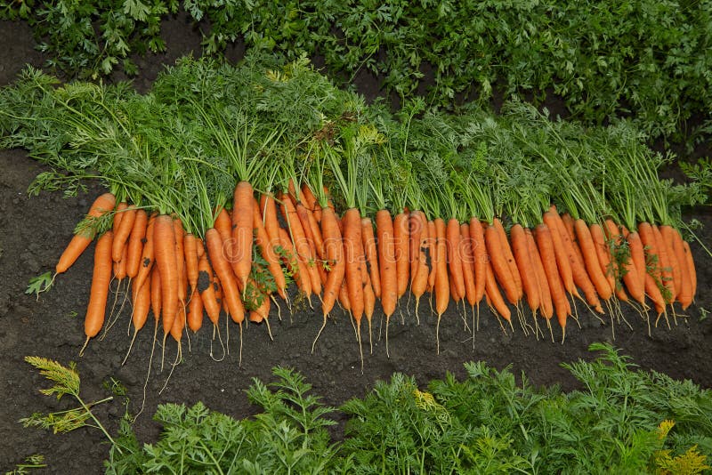 Large, Bright, Orange Carrots on a Bed. Stock Photo Image of fresh