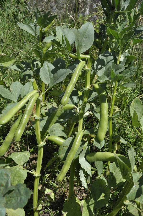 466 Broad Bean Plant Pods Stock Photos Free & RoyaltyFree Stock