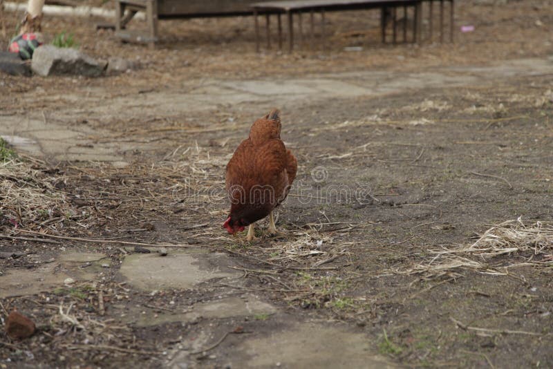Large Brown Chicken Eating Feed from the Floor at a Farm Stock Photo