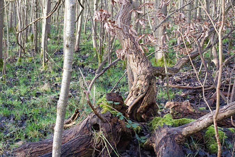 Large Brown Fallen Tree Trunk royalty free stock images