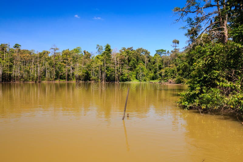 A Large Brown Lake in a Tropical Rainforest Stock Photo Image of palm