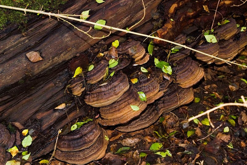Large Brown Mushrooms Growing On a Fallen Tree stock photo