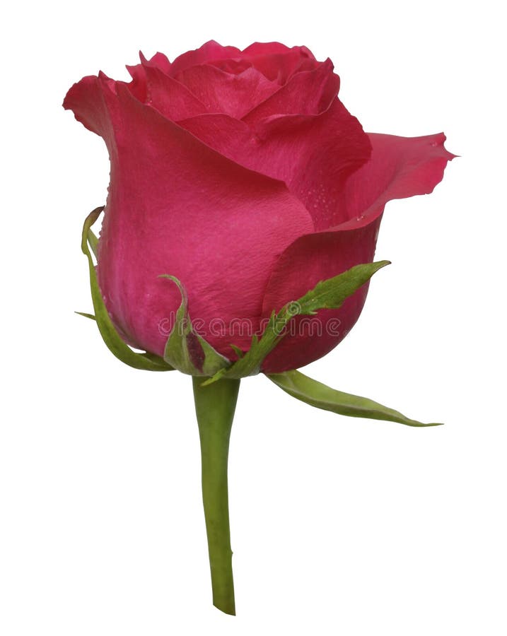 Large Bud of a Pink Rose, Beautiful Bud, Rose Blooms, White Background