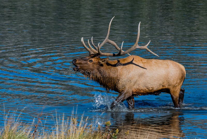 A Large Bull Elk Bugling from a Lake