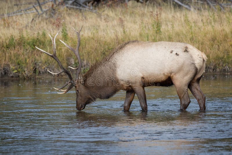 A large bull Elk crossing the Madison River in Yellowstone National Park