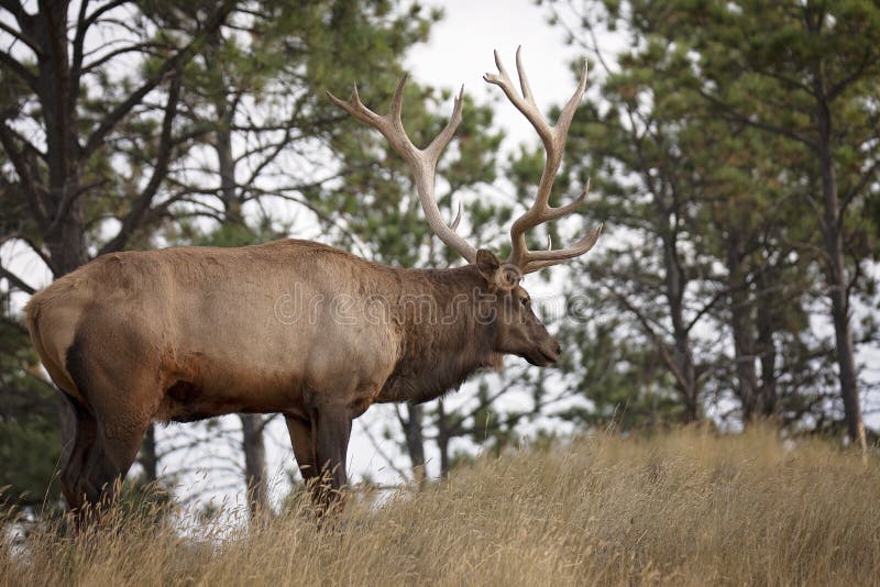 Bull elk in rut on hillside