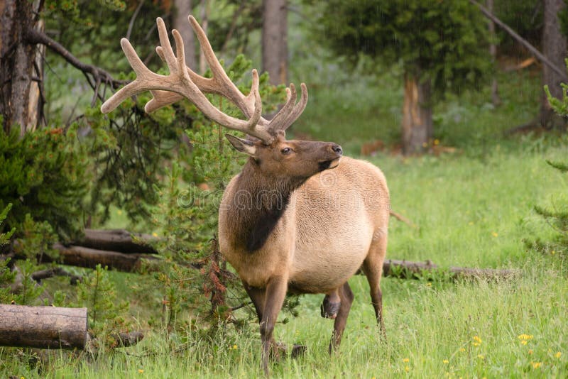 Large Bull Elk Western Wildlife Yellowstone National Park Raining