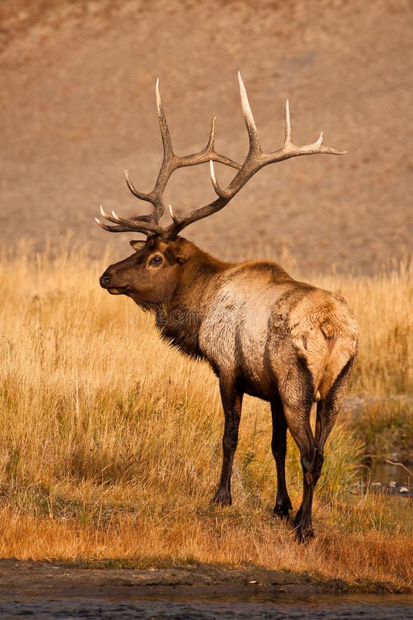 Large Bull Elk, Yellowstone