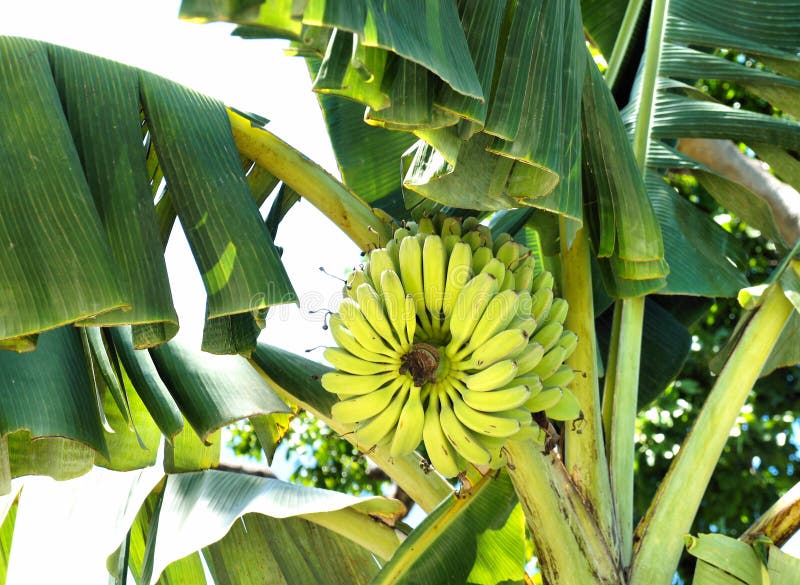 A Large Bunch of Bananas on a Banana Tree . Stock Image Image of