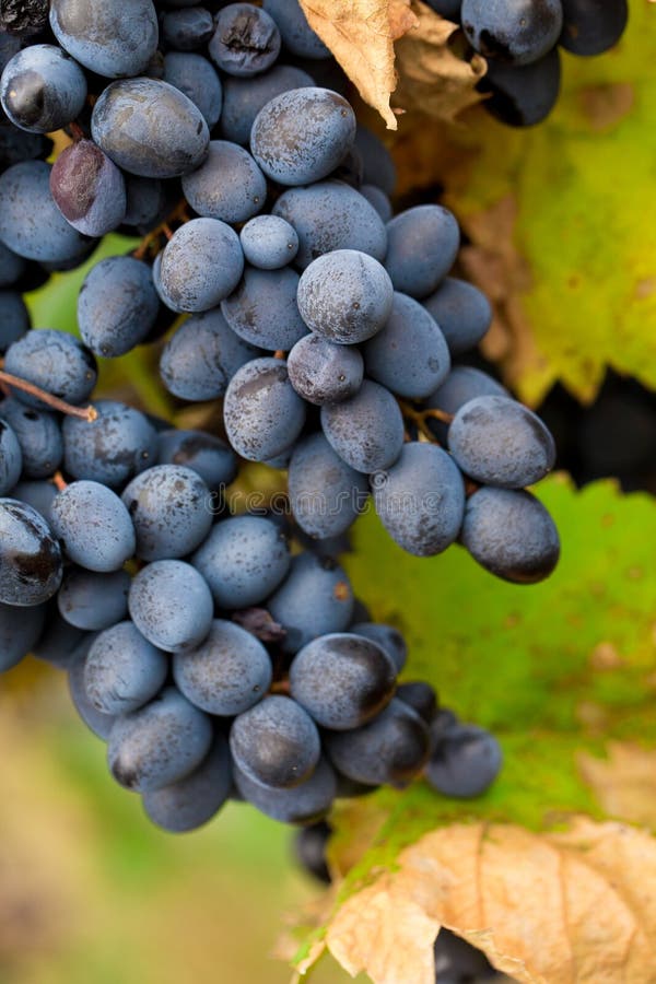 Red Wine, Grapes and Old Barrel Stock Image Image of fruit, cask 31958265