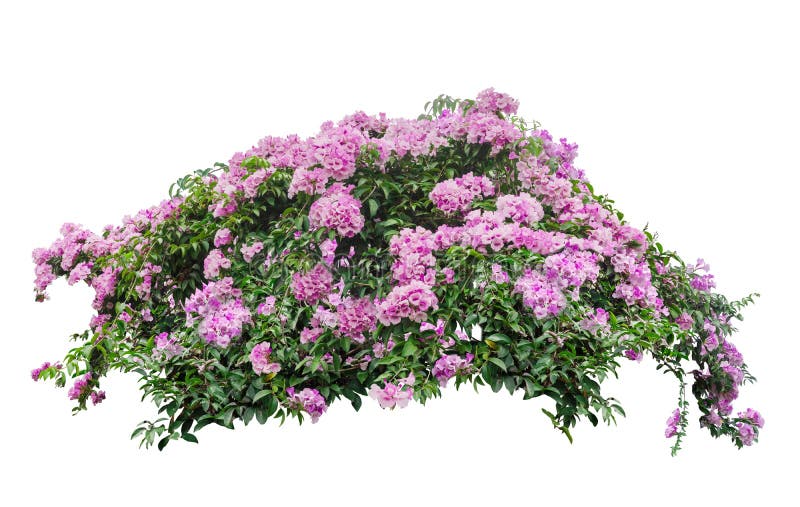 Large bush flowering  of purple flowers landscape plant isolated on white background.